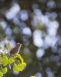 House Wren 3923